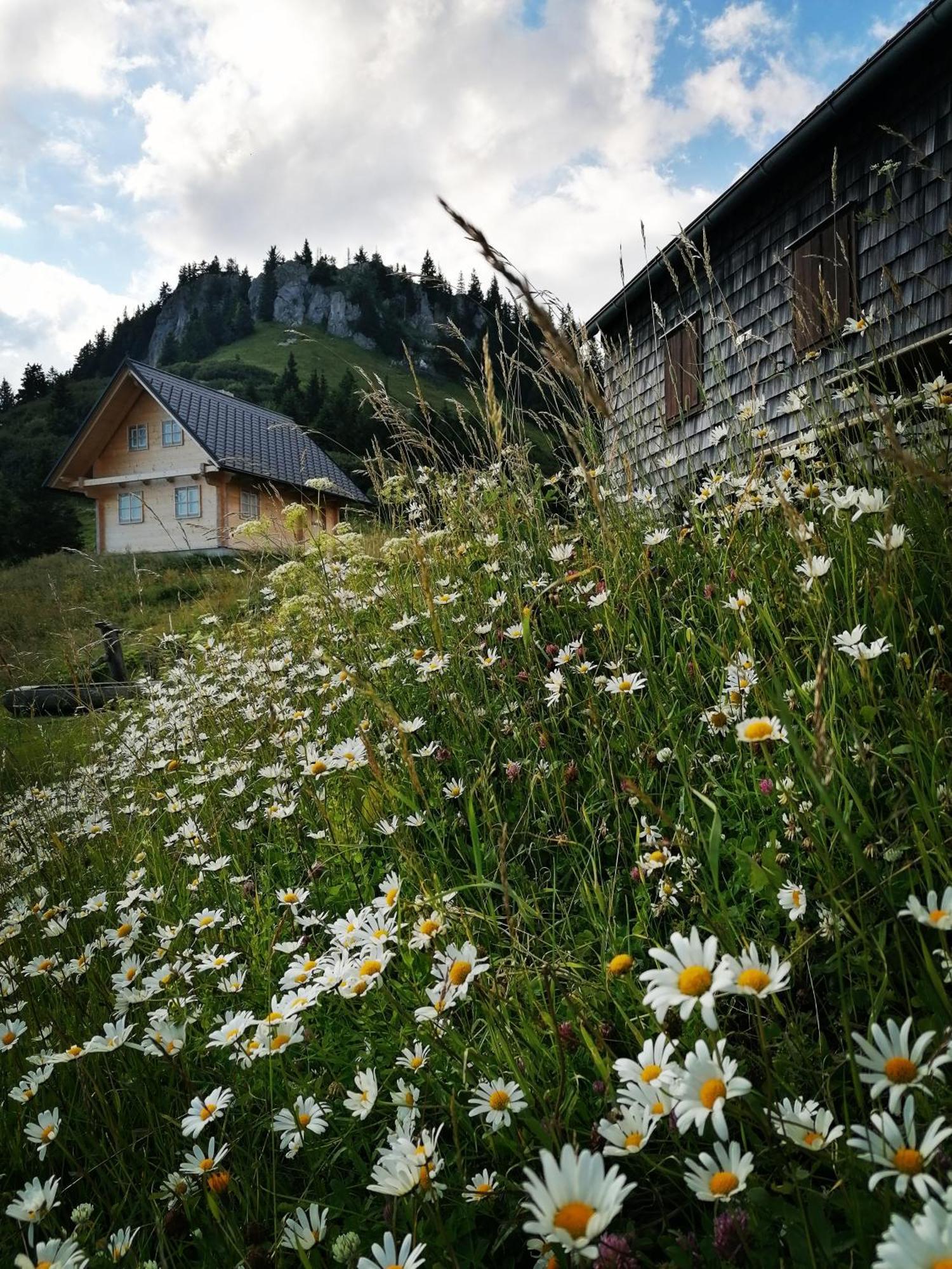 Waldhaus Klein-Veitsch, Auszeit Im Gruenen Apartamento Niederaigen Exterior foto
